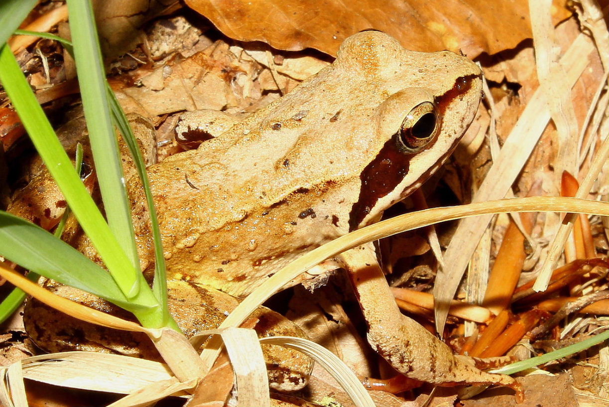 Rana dalmatina o temporaria ?? R. dalmatina